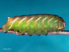 Endromis versicolora - Raupe L5