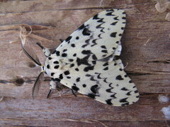 Lymantria narindra - Männchen