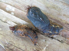 Lymantria narindra - Puppen male und female
