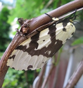 Lymantria narindra - female