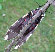 Lymantria narindra - female