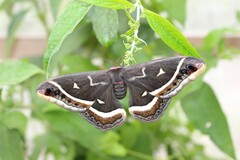 Eupackardia calleta - Imago - female