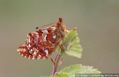Boloria (Boloria) aquilionaris, Falter