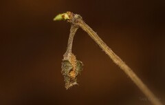 Limenitis camilla - kleiner Eisvogel im Hibernaculum -larva