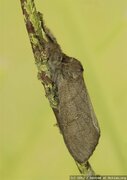 Calliteara pudipunda, Falter - Streckfuß