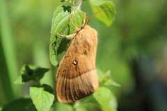 Lasiocampa quercus - Eichenspinner - Imago - Female