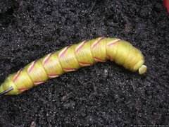 Sphinx ligustri, Raupe