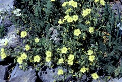 Erodium chrysanthum - Fpfl. von Aricia eumedon
