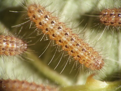 Arctia konewkaii - Raupe L2