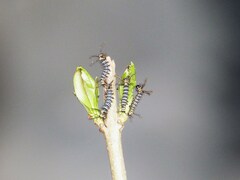 Brahmaea japonica - Raupen L1