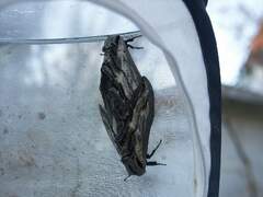 Langia z. nawai Kopula