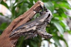 Langia zenzeroides nawai - male