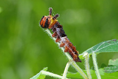 Limenitis populi