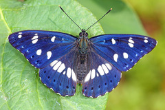 Limenitis reducta