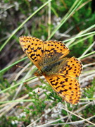 Boloria aquilonaris