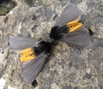 Phragmatobia luctifera - Kaiserbär