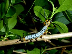 Brahmaea japonica