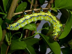 Brahmaea japonica