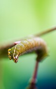 Endromis versicolora - Birkenspinner - larva