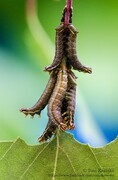 Endromis versicolora - Birkenspinner -larva