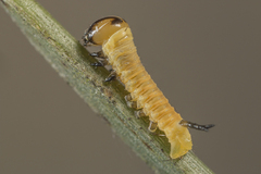 Sphinx pinastri