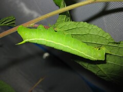Langia z. nawai