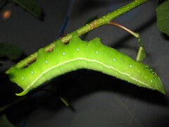 Langia z. nawai