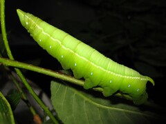 Langia z. nawai