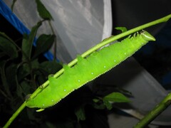 Langia z. nawai