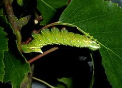 Endromis versicolora