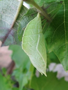 Apatura iris - Großer Schillerfalter - Puppe