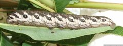 Proserpinus proserpina, Raupe L5