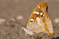 Kleiner Schillerfalter, Apatura ilia