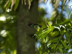 Ornithoptera priamus euphorion, Falter im Jungle