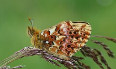 Natterwurz-Perlmuttfalter, Boloria titania