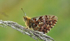 Natterwurz-Perlmuttfalter, Boloria titania