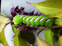 Sphinx ligustri