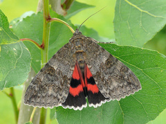 Rotes Ordensband - Schmetterling des Jahres 2015