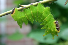 Actias maenas, adult larva.