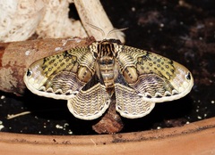 Brahmaea japonica - Female