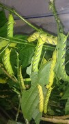 Full-feed larvae of A. Lachesis