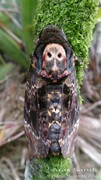 Adult Female A. Lachesis