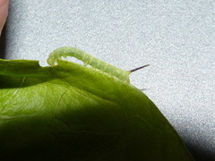 Acherontia atropos. caterpillars L2 Butterhead lettuce breeding for.