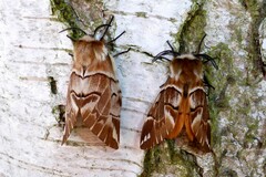 Endromis versicolora