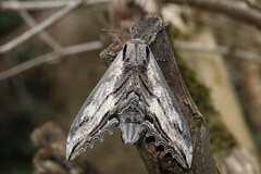 Langia zenzeroides nawai - Falter - Weibchen