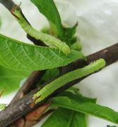 Langia zenzeroides nawaii L1