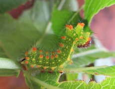 Actias isis Raupe / Caterpillar in L2
