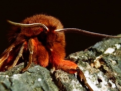 Arctia caja - Brauner Bär - Imago - Male