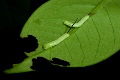 Langia zenzeroides nawai