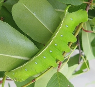 Langia zenzeroides nawaii